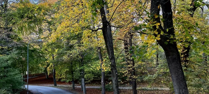 Kungliga Djurgården