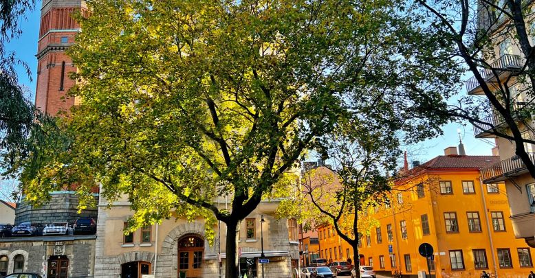 What to do in autumn in Stockholm?