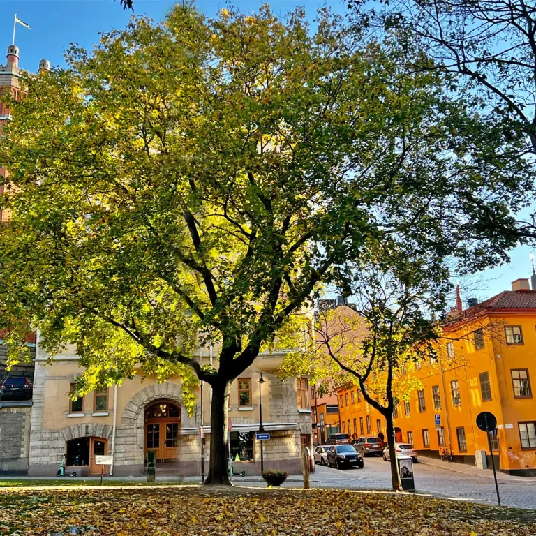 Que faire en automne à Stockholm ?