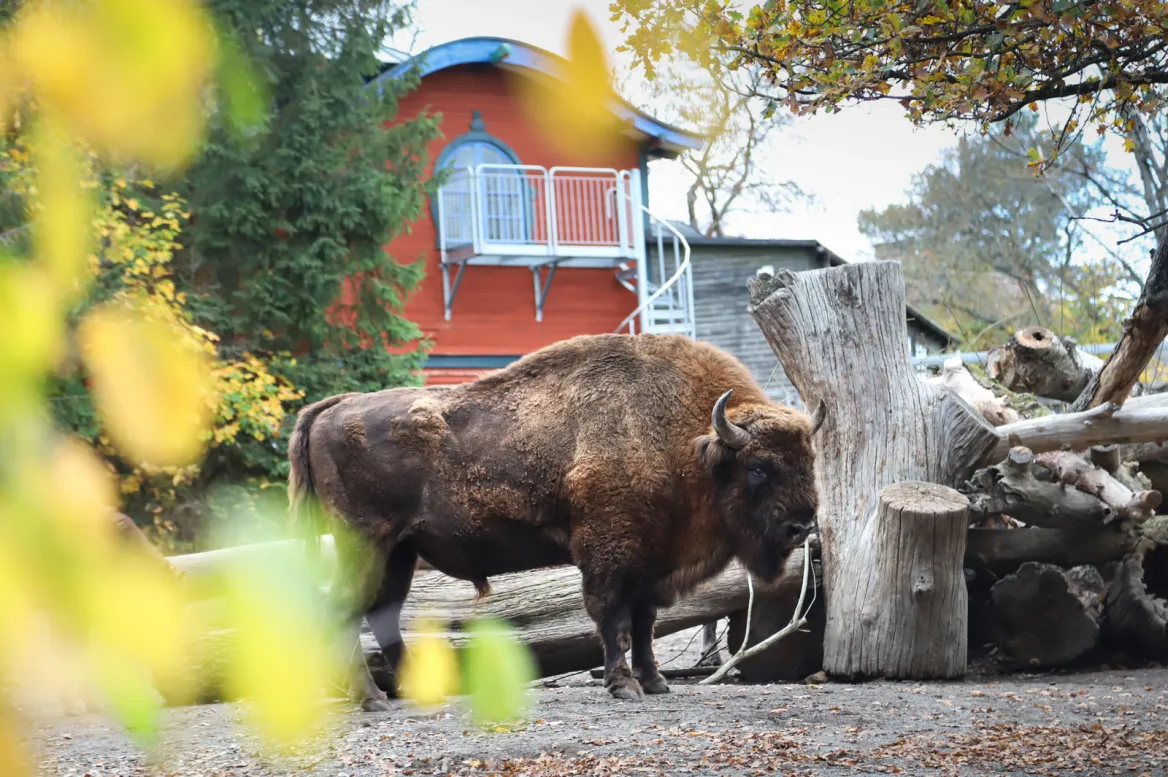 Skansen